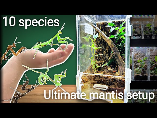 PRAYING MANTIS setup for 10 species +giveaway