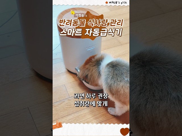 반려동물 식사량 관리 🐶 스마트 자동급식기 | #shorts