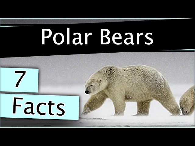 7 Facts about Polar Bears