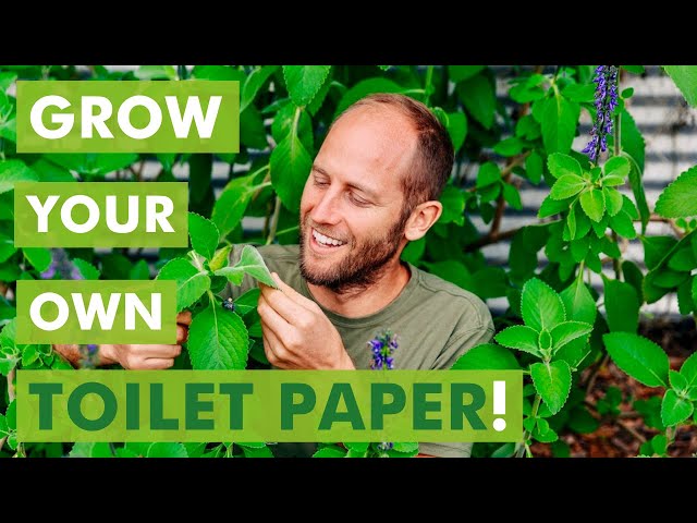 Grow Your Own Toilet Paper!