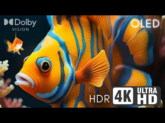 4K HDR 60FPS | Stunning blue ocean and marine life in Dolby Vision | Perfect for OLED and 4K TVs