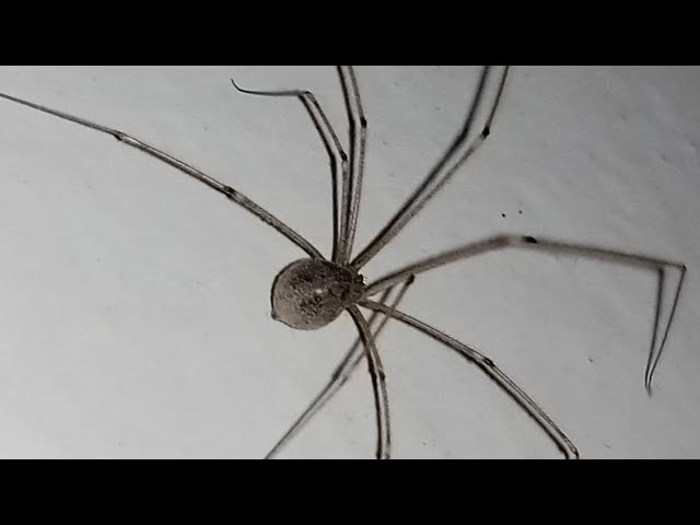 Cellar spider | Marbled cellar spider | brown spider | window spider | spider complications | spider