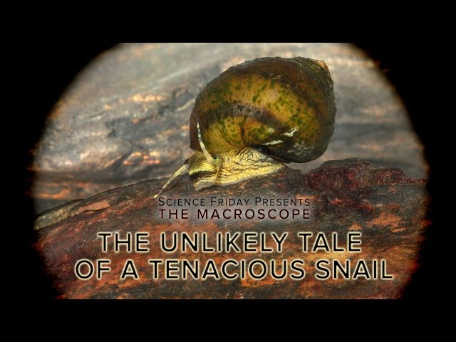 The Unlikely Tale of a Tenacious Snail