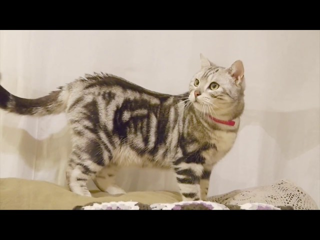 アメショのピカソ。ラリーする猫