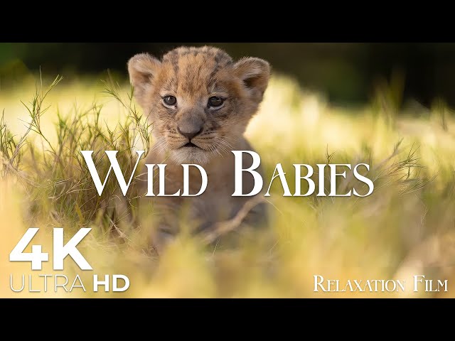 The Most Beautiful Wild Babies Animals in the World | Relaxation Film 4K Ultra HD