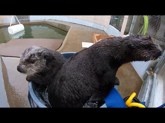 Sea otters playing in a bucket of water