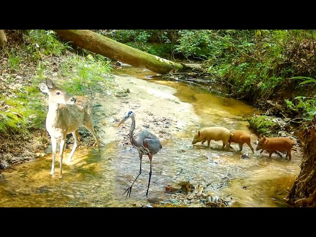 Forest Wildlife Trail Camera Videos (Alabama)