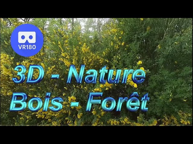 VR180 3D   LA FORÊT au jour le jour   1 mai 2024