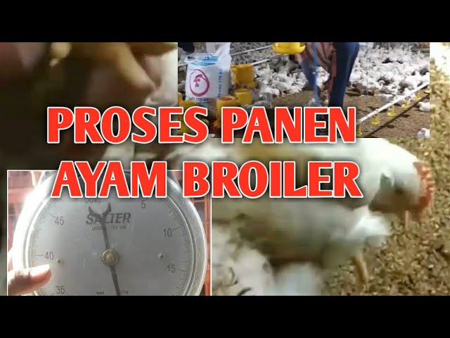 Panen ayam broiler berbobot 2.5kg