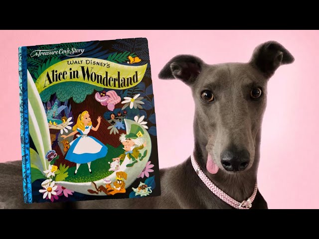 ALICE IN WONDERLAND children’s story read aloud with school dog Fairy