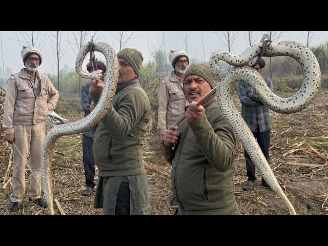 Russell's Vaiper सांप का ये कारनामा देखकर आप भी चौक जाओगे | Rescue Venomous Snake