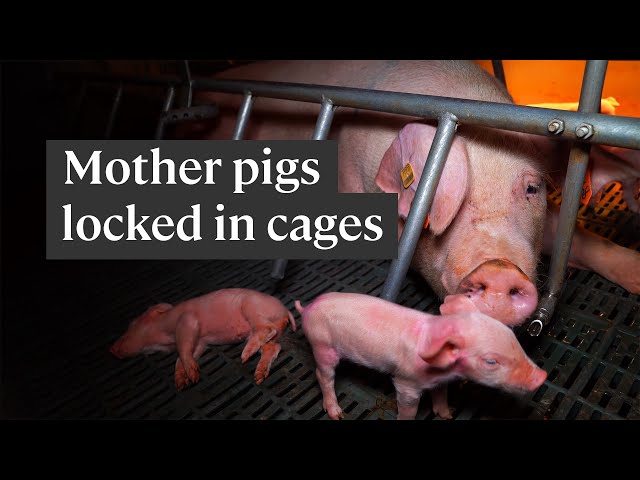 This is how the pig meat industry treats mother pigs