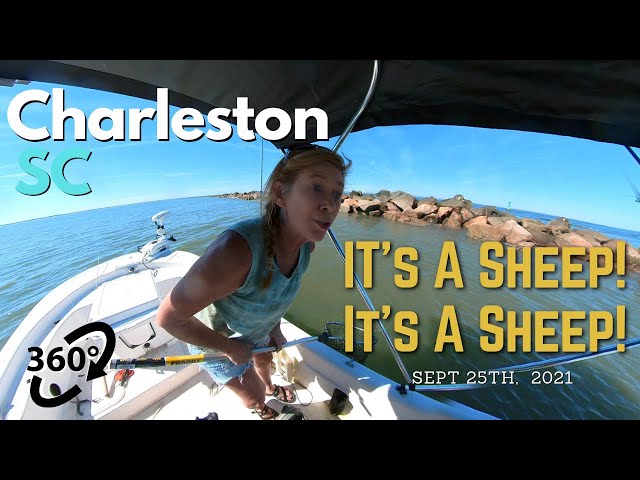 360/VR Charleston SC Jetties - It's a Sheep!