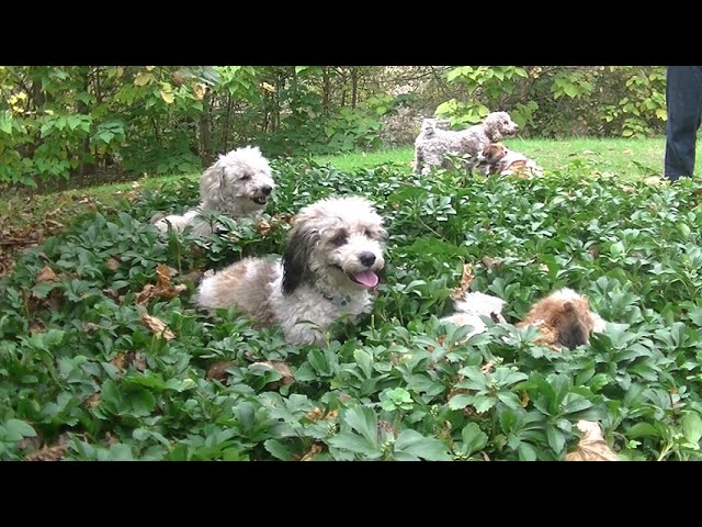 Caleb our Havapoo & his friends playing