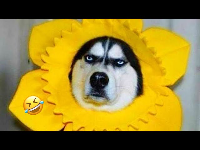 Best Of The 2025 Funny Animal Videos - Try Not To Laugh Funny Cats and Dogs Videos 2025 🥰😹