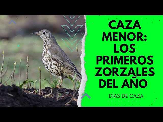 CAZA MENOR: ZORZAL EN PUESTO FIJO