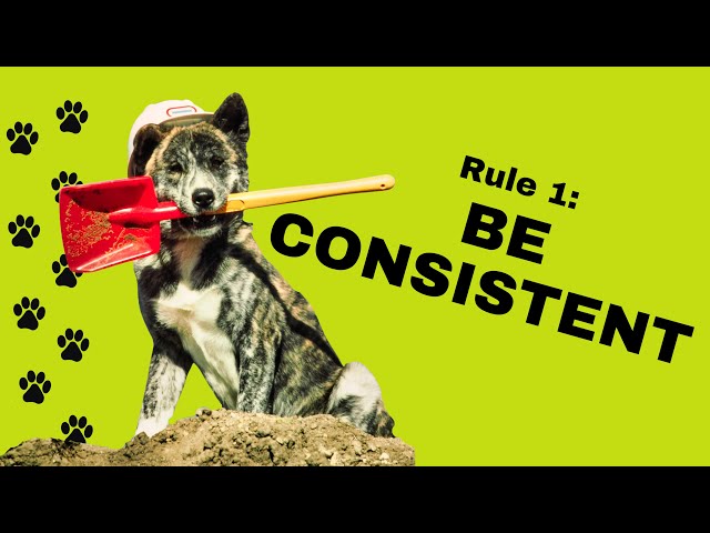 Consistency is Essential in Training a Dog or Puppy.