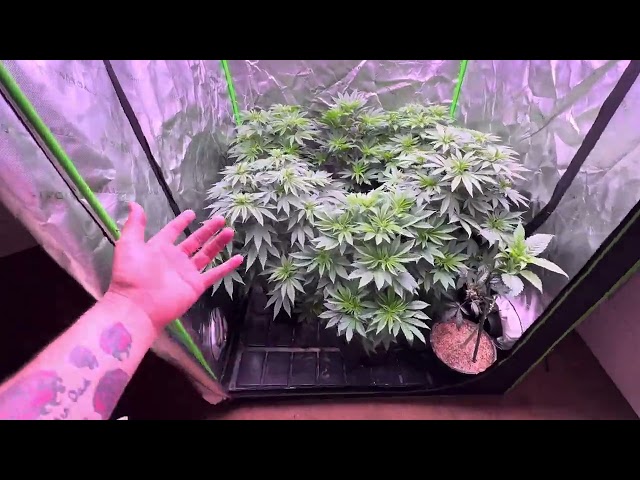 Medic Grow fold 800u grow series Pakistani chitral kush & Mendocino purple crossed with hash plant