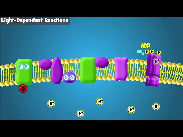 Photosynthesis Intro and Light-Dependent Reactions