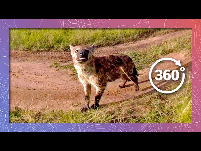 Spotted Hyena Investigates Camera | Wildlife in 360 VR