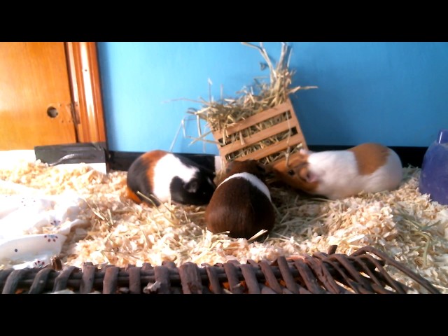 Meet the Guinea Pigs