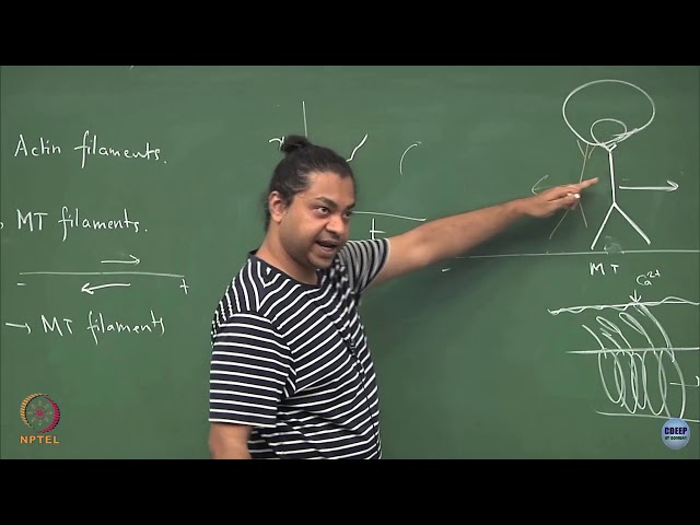 Lecture 50: Models of motor motion