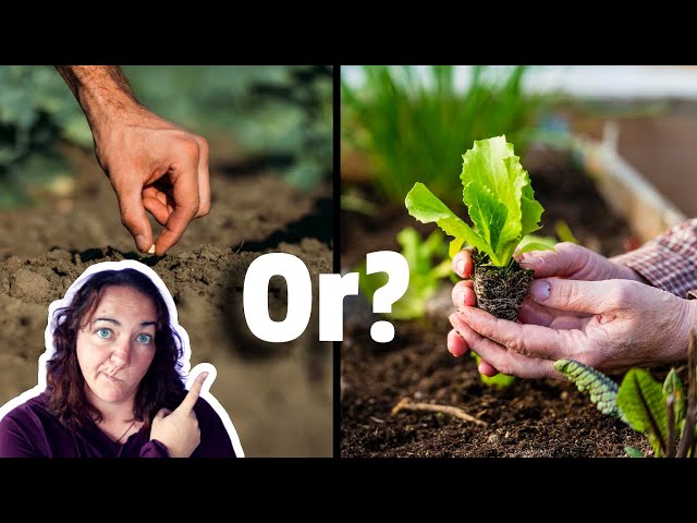 What is BEST to grow? Vegetable seeds vs seedlings