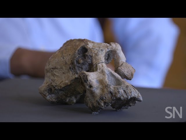 Fossil skull raises the profile of an ancient hominid | Science News