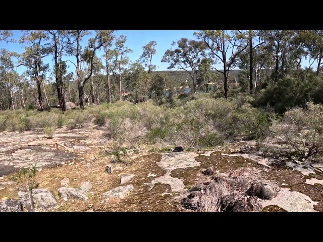 Yowie, Sasquatch, Hairyman - Growling that freaked me out 🎧😲