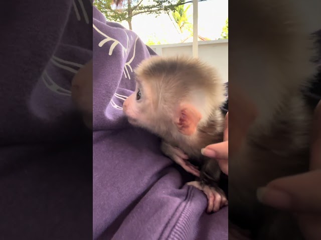 baby monkey so adorable #baby #happy #cute #baby #shorts