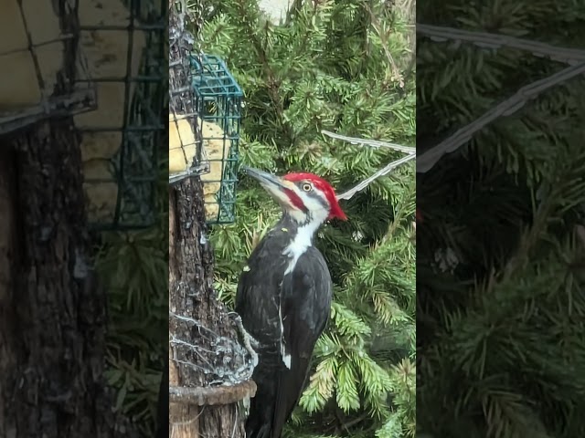 Male & Female  Pileated woodpeckers