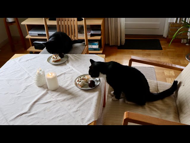 Anniversary (1 of 2): The cats eat delicious cake and go out