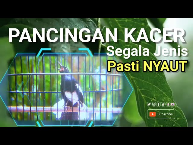 masteran BURUNG KACER AGAR CEPAT BONGKAR MATERI cocok untuk segala jenis BURUNG kacer STRES