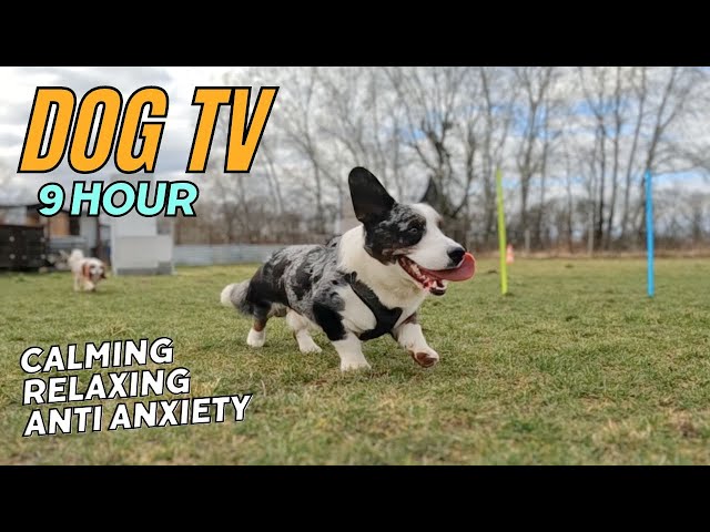 9-Hour Calming Music for Dogs 🐾 Anti-Anxiety Dog TV Video 🎹 The Ultimate Relaxing Video for Dogs 🐶