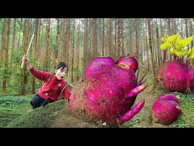 Harvest much giant Yams Devil's shaped, making devil yam cakes & go to market sell | Poor Girl +