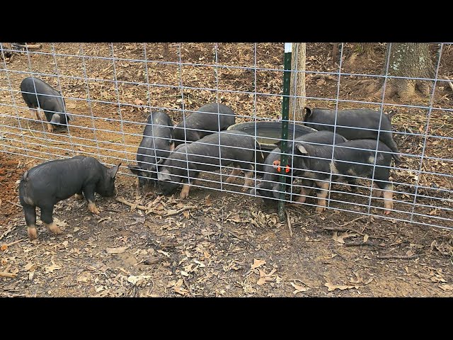 #berkshire 🐗 #black #beauty #piggy #pigs VIEWER WAS RIGHT #weaning #piglet #piglets #farm #homestead