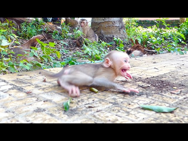 Little cute baby Monaco shaking crying on the ground, Mother Molia went out for foods around