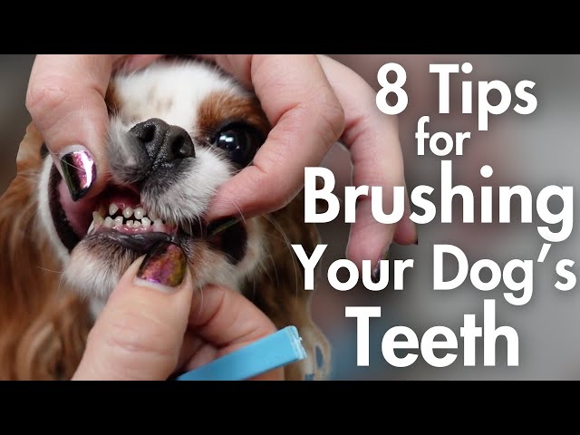 8 Tips for Brushing Your Dog's Teeth At Home | Pet Parent Dog Grooming Tutorial