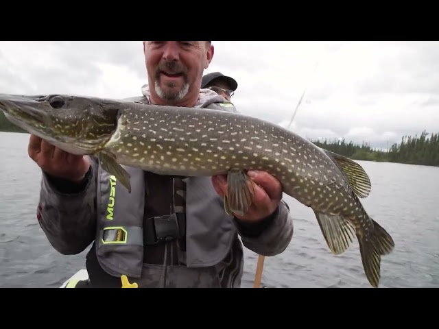 Capsule Destination – Pêche au doré et au brochet à la Pourvoirie Chibougamau