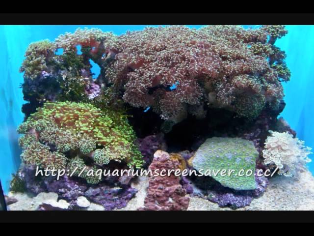 Aquarium screensavers - Download a lot of free screensavers