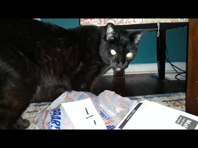 Weird cat licks plastic bag for 2 minutes and 55 seconds- ASMR w/ room tone (headphones recommended)