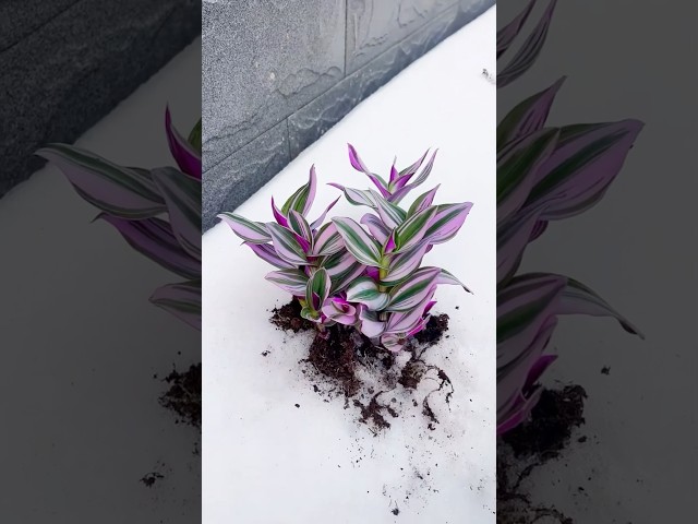 Amazing in winter, flowers are planted on snowdrifts #shorts #diy #flowers