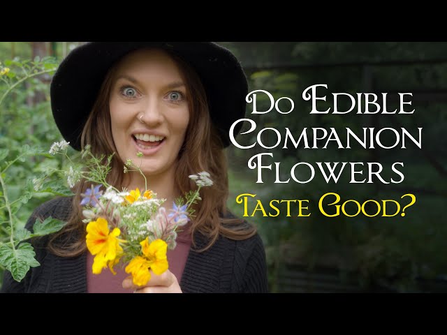 Do edible companion flowers taste any good? I Taste Test 6