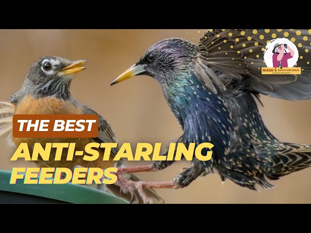 BEST Anti-Starling Bird Feeders for a PEACEFUL Backyard