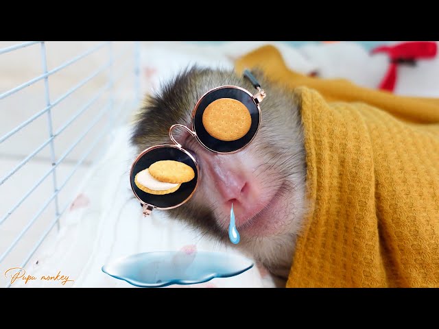 Pupu Monkey Has Sweet Dreams and Enjoys Cookies