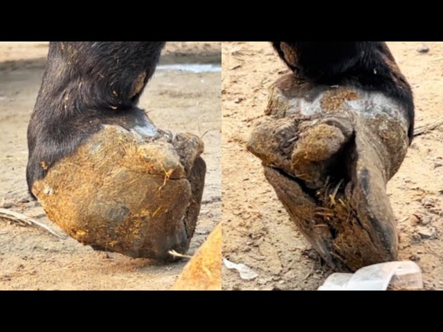 A Donkey With Many Diseases! One Eye Is Blind And The Hoof Is Broken. It Looks So Miserable!