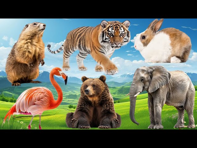 The Special Beauty of Animals - Penguin, Oyster, Hyena, Robin, Lizard, Panda, Elk - Animal Sounds