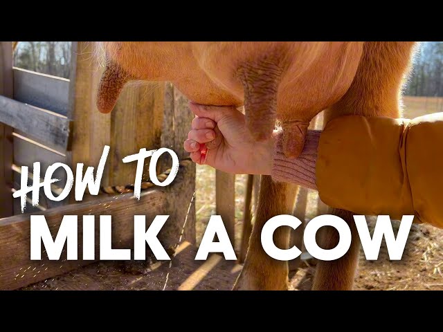 How to milk a cow - hand milking our family milk cow!