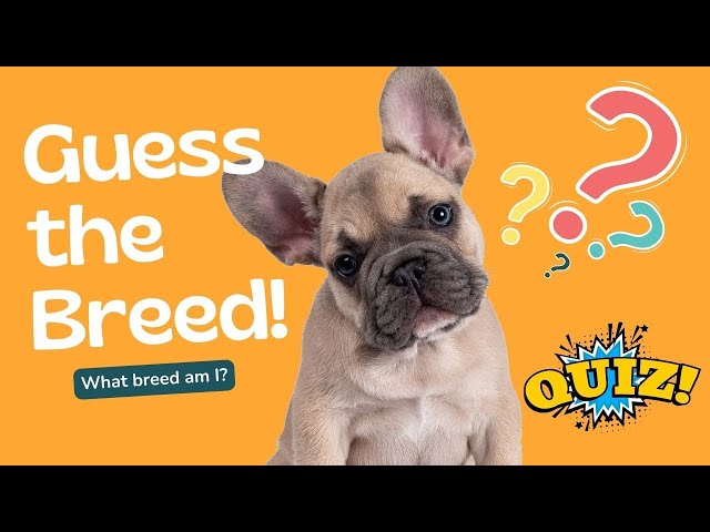 Dogs Quiz For Dog Lovers #dogs #quiz #doglover #ohmyfunnydog