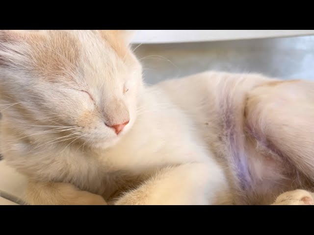 Rescued Beautiful Cat Falls into Deep Sleep After a Long Day. Adorable Cute Cats.